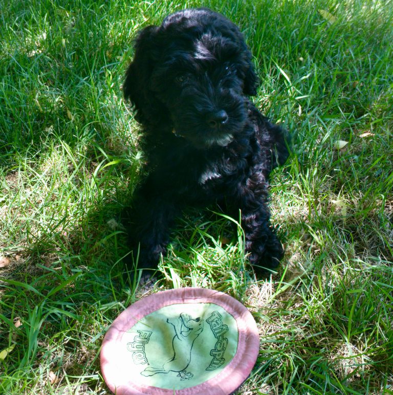 Photo of Kelby May as a puppy with a flying disc