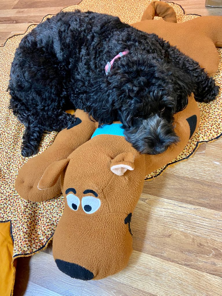 Photo of Kelby May laying on a Scooby Doo pillow